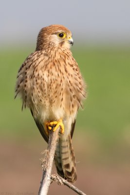 IMG_8798.jpg