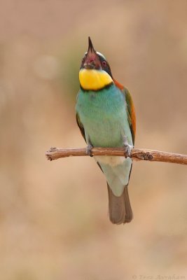 IMG_8362.jpg