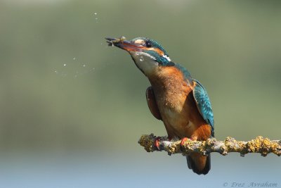 kingfisher