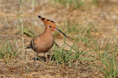 hoopoe