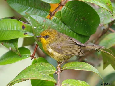 GOLDEN BABBLER