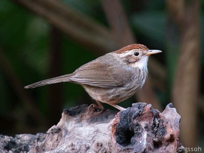 PUFF-THROATED BABBLER