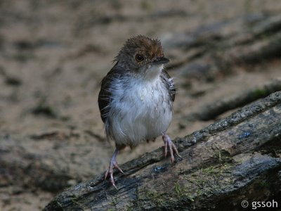 WHITE CHESTED BABBLER