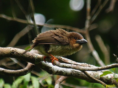 BROWN BARBET