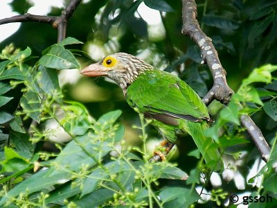 LINEATED BARBET