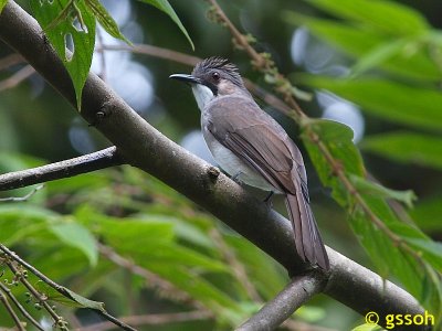 ASHY BULBUL