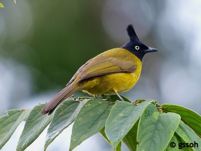 BLACK-CRESTED BULBUL