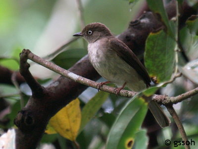 CREAM-VENTED BULBUL