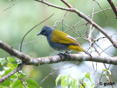 GREY-BELLIED BULBUL