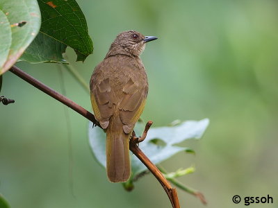 OLIVE-WINGED BULBUL