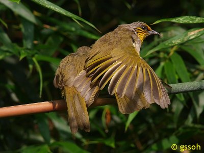 STRIPE-THROATED BULBUL