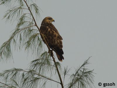 061104-CCV-04a.jpg