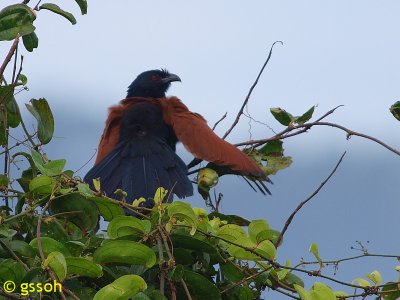 COUCAL