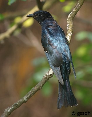 081109-CNG-32a.jpg