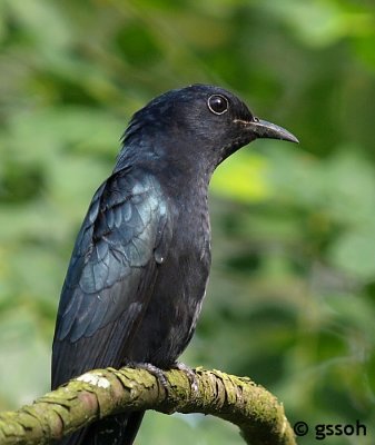 071118-CNG-39a.jpg