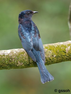 081108-CNG-42a.jpg