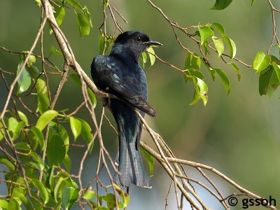 071103-CNG-11a.jpg