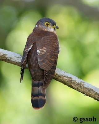 081108-CNG-17a.jpg