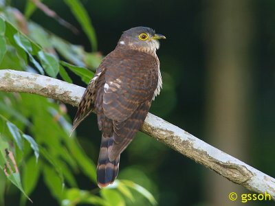 HODGSONS-HAWK CUCKOO