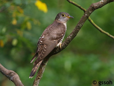 INDIAN CUCKOO