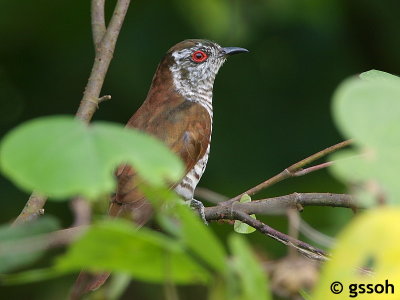 LITTLE-BRONZE  CUCKOO