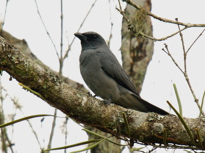 LARGE CUCKOOSHRIKE