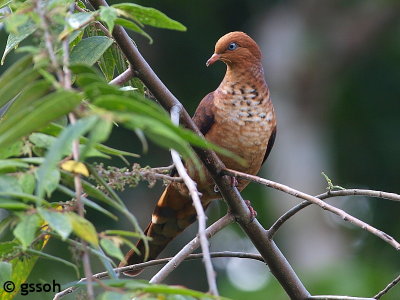 LITTLE-CUCKOO DOVE