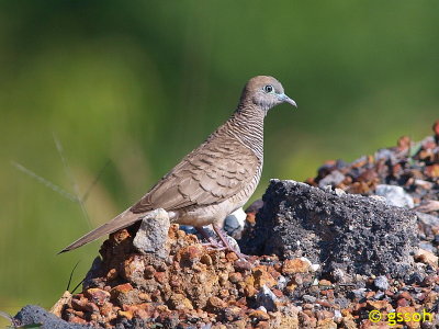 PEACEFUL DOVE