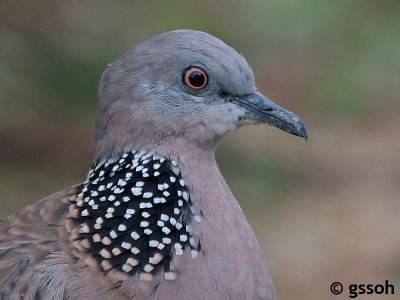 SPOTTED DOVE