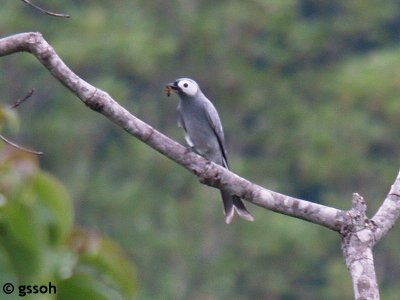 ASHY DRONGO