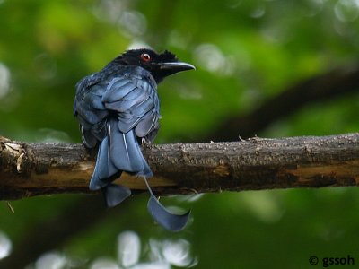 GREATER RACKET-TAILED DRONGO