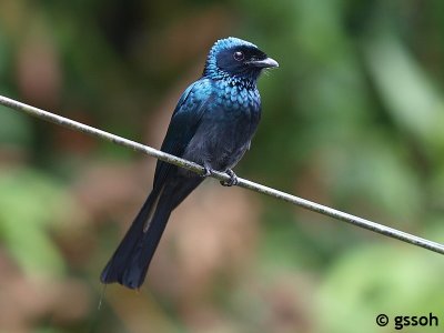 LESSER RACKET-TAILED DRONGO