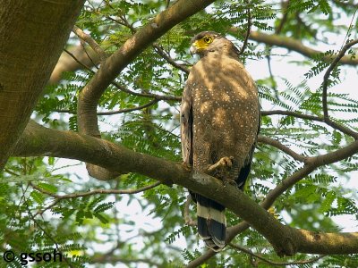 CRESTED SERPENT EAGLE