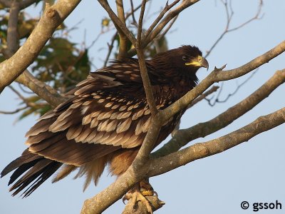 GREATER SPOTTED EAGLE