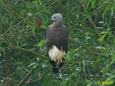 GREY HEADED FISH EAGLE