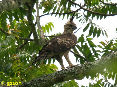 MOUNTAIN HAWK EAGLE