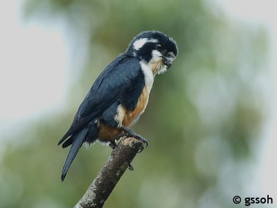 BLACK THIGHED FALCONET