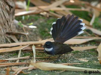 PIED FANTAIL