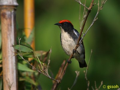 SCARLET-BACKED FLOWERPECKER