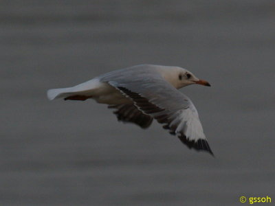 BLACK-HEADED GULL