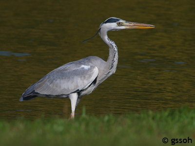 GREY HERON