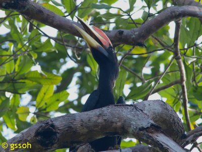 RHINOCEROS HORNBILL