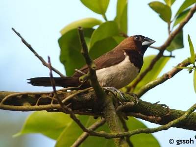 080518-CNG-15a.jpg