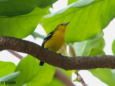 090317-KKPPP-74a.jpg
