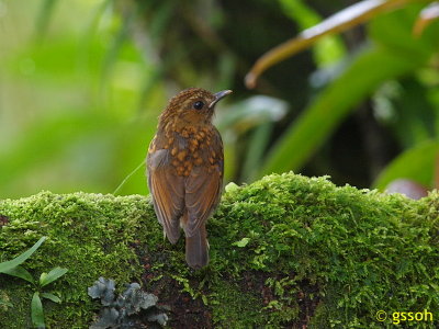 EYEBROWED JUNGLE FLYCATCHER