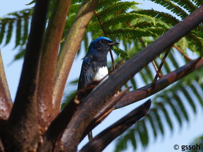 BLUE-AND-WHITE FLYCATCHER