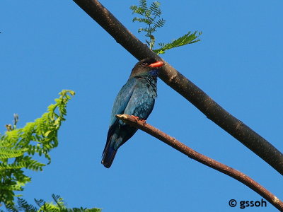 DOLLARBIRD