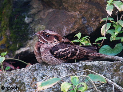 LARGE-TAILED NIGHTJAR