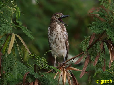 RUFOUS NIGHT HERON