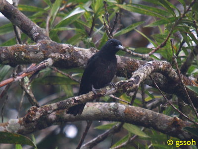 BLACK AND CRIMSON ORIOLE
